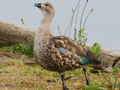 Blue-winged Goose